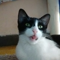 Felchap