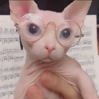 ELEYSAYKAWAii