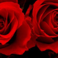RedRoseFP